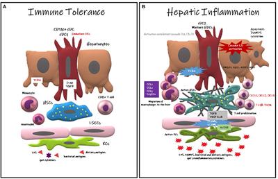 Hepatic Dendritic Cells in the Development and Progression of Metabolic Steatohepatitis